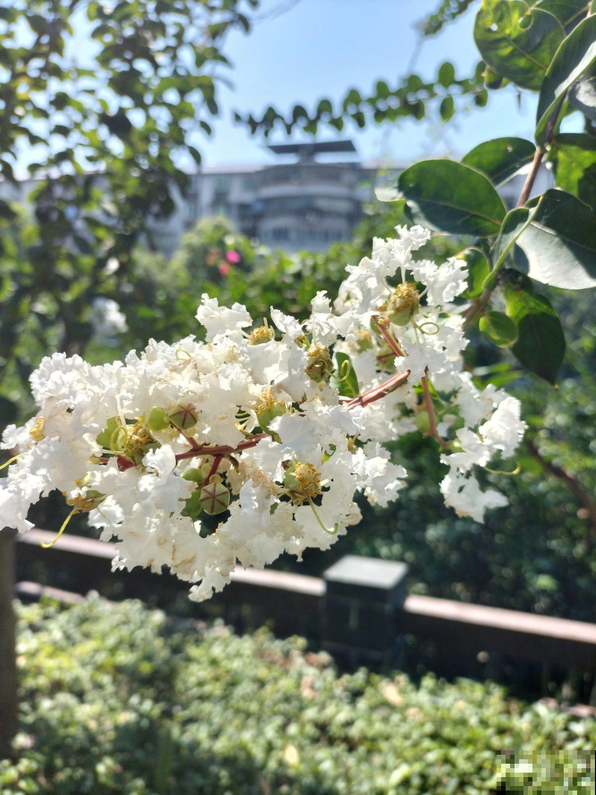 秋天常见的60种花，最全花卉图谱，收藏起来慢慢看