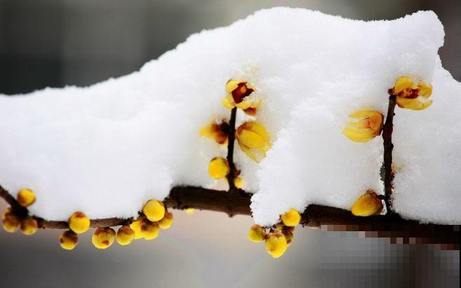 5种耐寒花,零下15度也能养,安全过冬花开爆盆 5种耐寒花,零下15度也能养,安全过冬花开爆盆