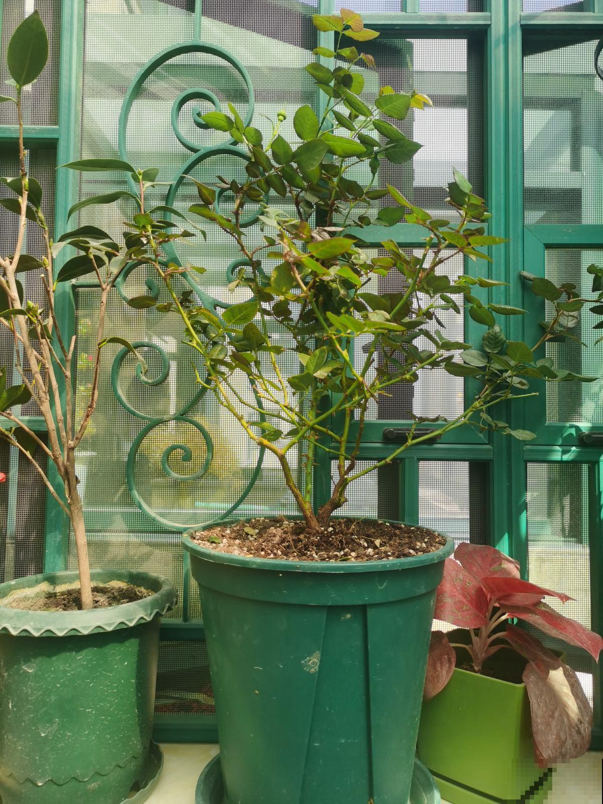 冬天到了，你还在用冷水浇花？难怪养不活