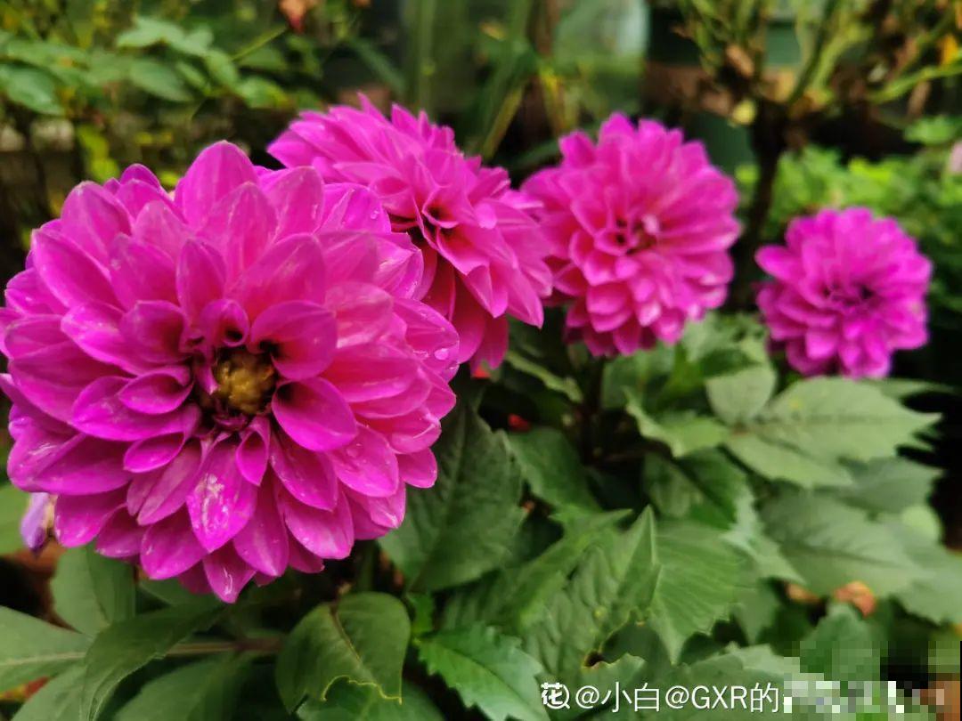 自制养花杀虫水，现在给花喷一喷，3天见效