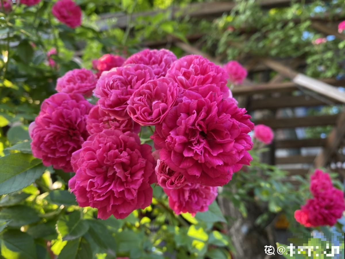 婆婆把我养的花送人，竟然理直气壮，说我抠门