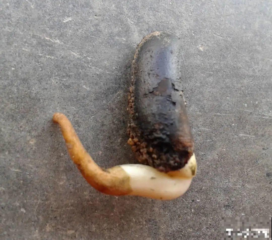 路上看见银杏果,不要捡,小心有毒! 路上看见银杏果,不要捡,小心有毒!