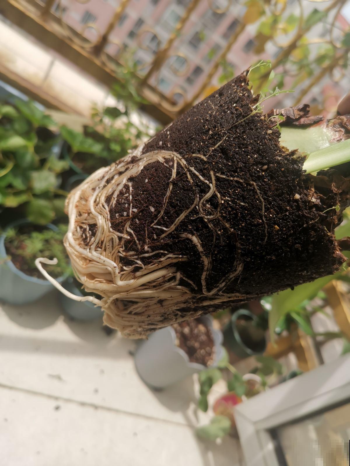 送朋友一盆花，竟然对我破口大骂，还要和我老死不相往来