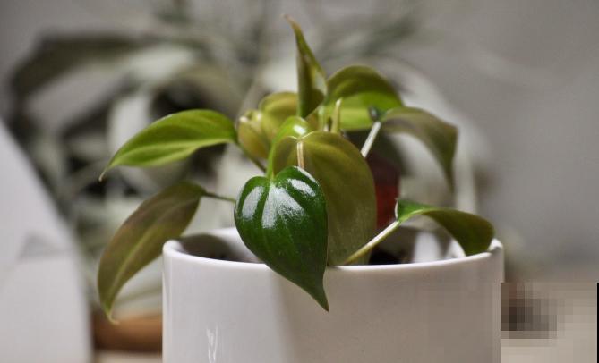 超级耐阴的花,养在北阳台也能爆盆,家里没光养护正合适 超级耐阴的花,养在北阳台也能爆盆,家里没光养护正合适