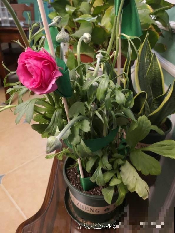 “小爪子”埋土里，做好这2点，开出富贵“小牡丹”