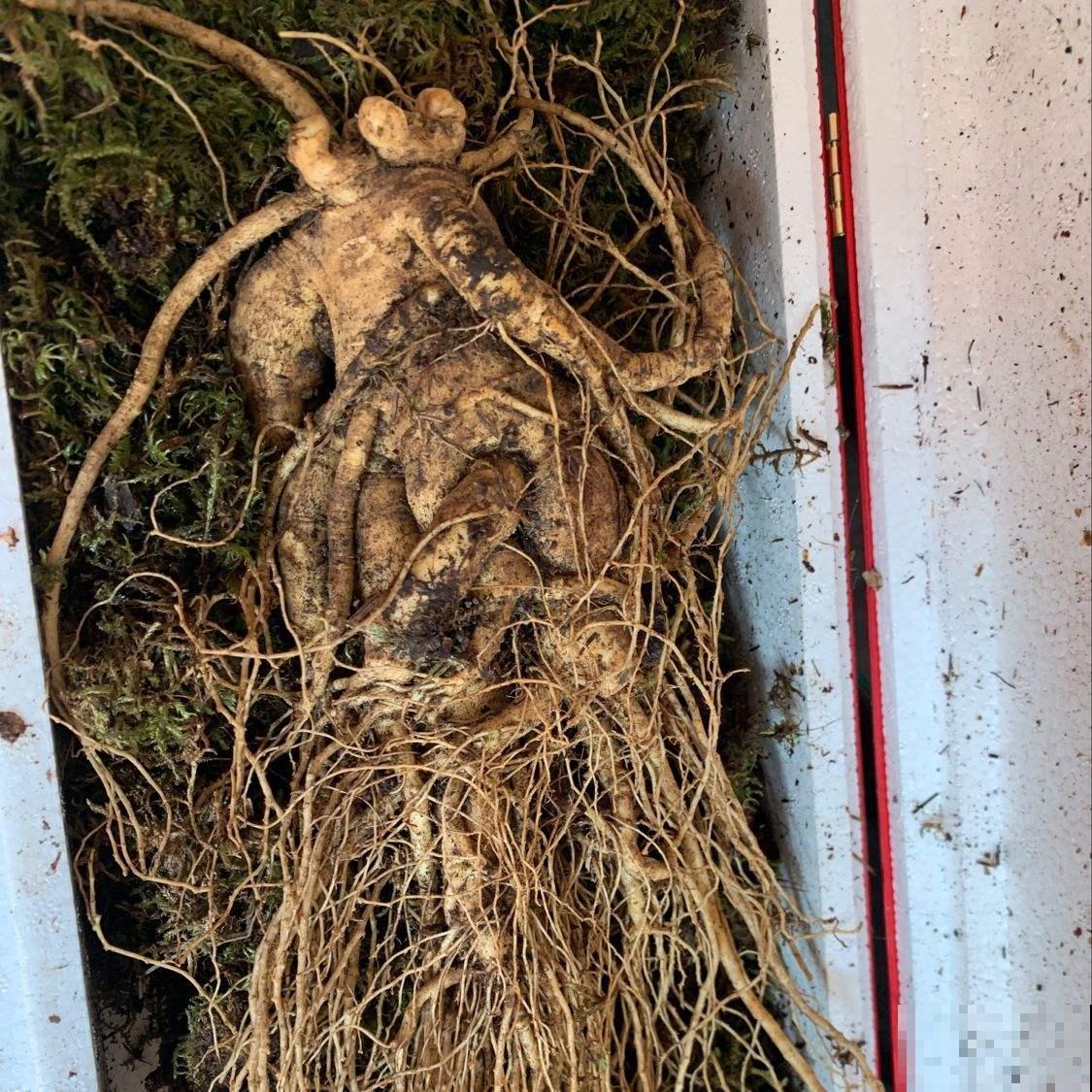 东北花虽少，但中草药一抓一大把，价值一下子就上去了