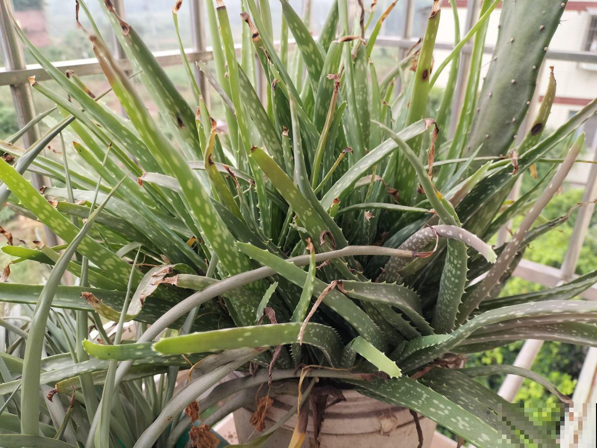 堪称“家庭小药箱”的芦荟，女人最爱的植物，美容养颜作用大