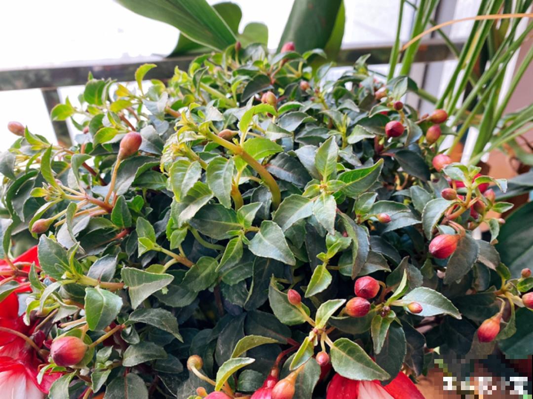 8种花，年年买，年年养死，今年可别当冤大头