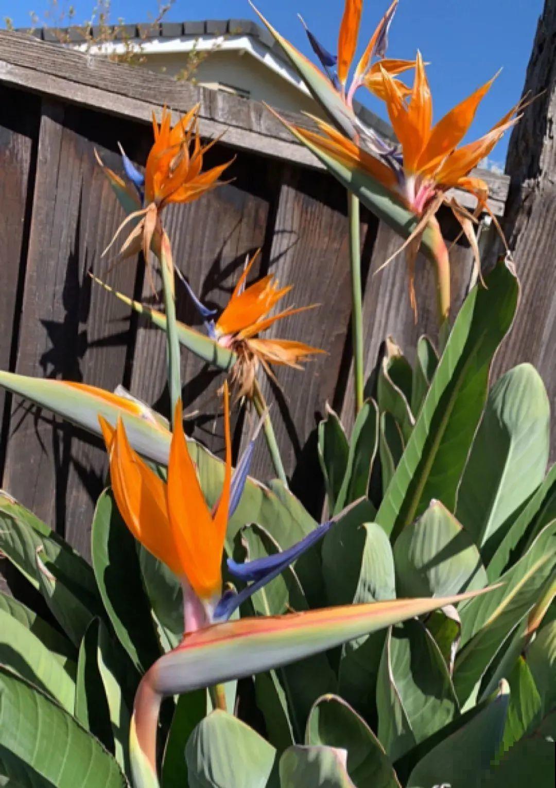 7种花养在家,可爱又个性,开花像小动物 7种花养在家,可爱又个性,开花像小动物