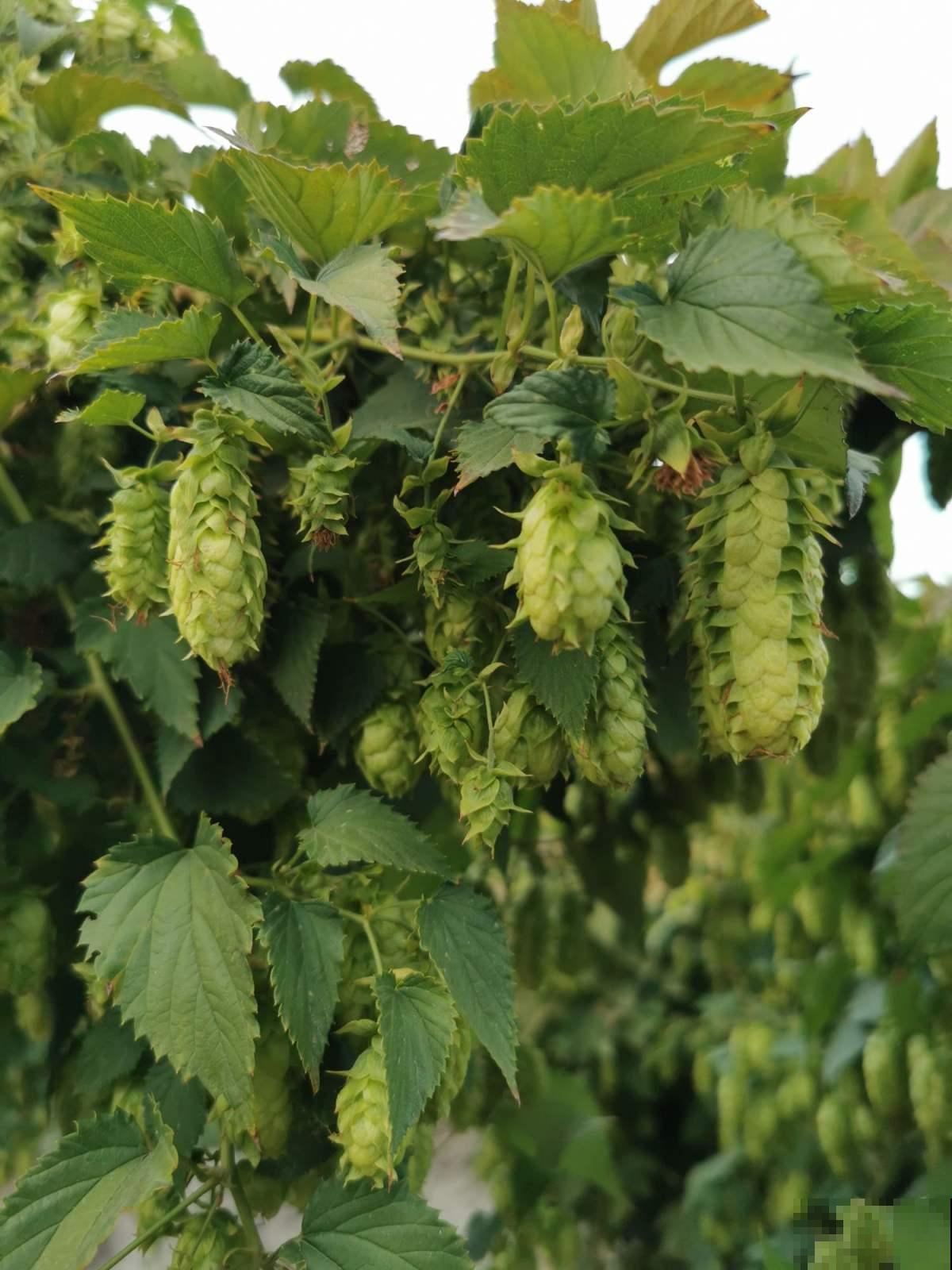 5种爬藤花，秋天种正合适，随便晒太阳也不怕