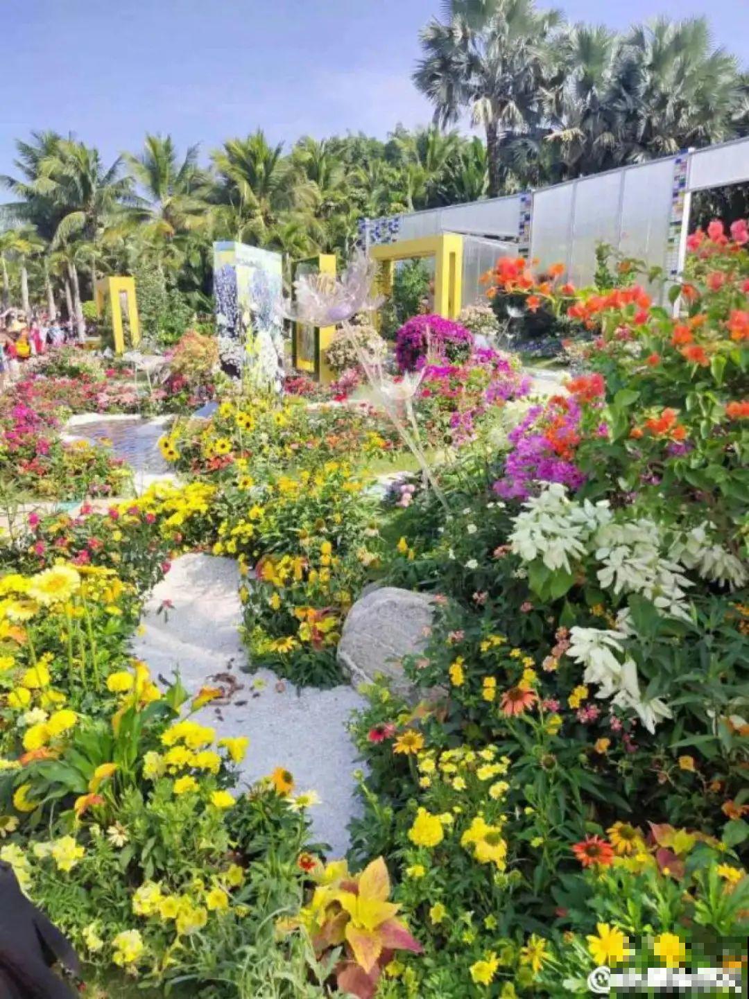 一盆菊花一万二，能开出七个颜色，真是少见