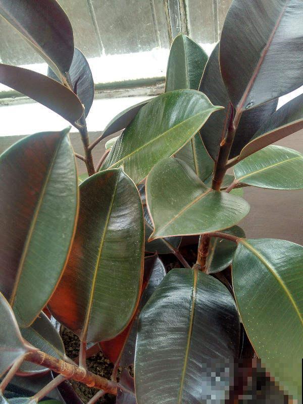 家里养一盆橡皮树,旺财又旺运,最适合放在室内养护 家里养一盆橡皮树,旺财又旺运,最适合放在室内养护