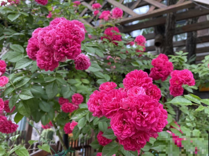 婆婆把我养的花送人，竟然理直气壮，说我抠门