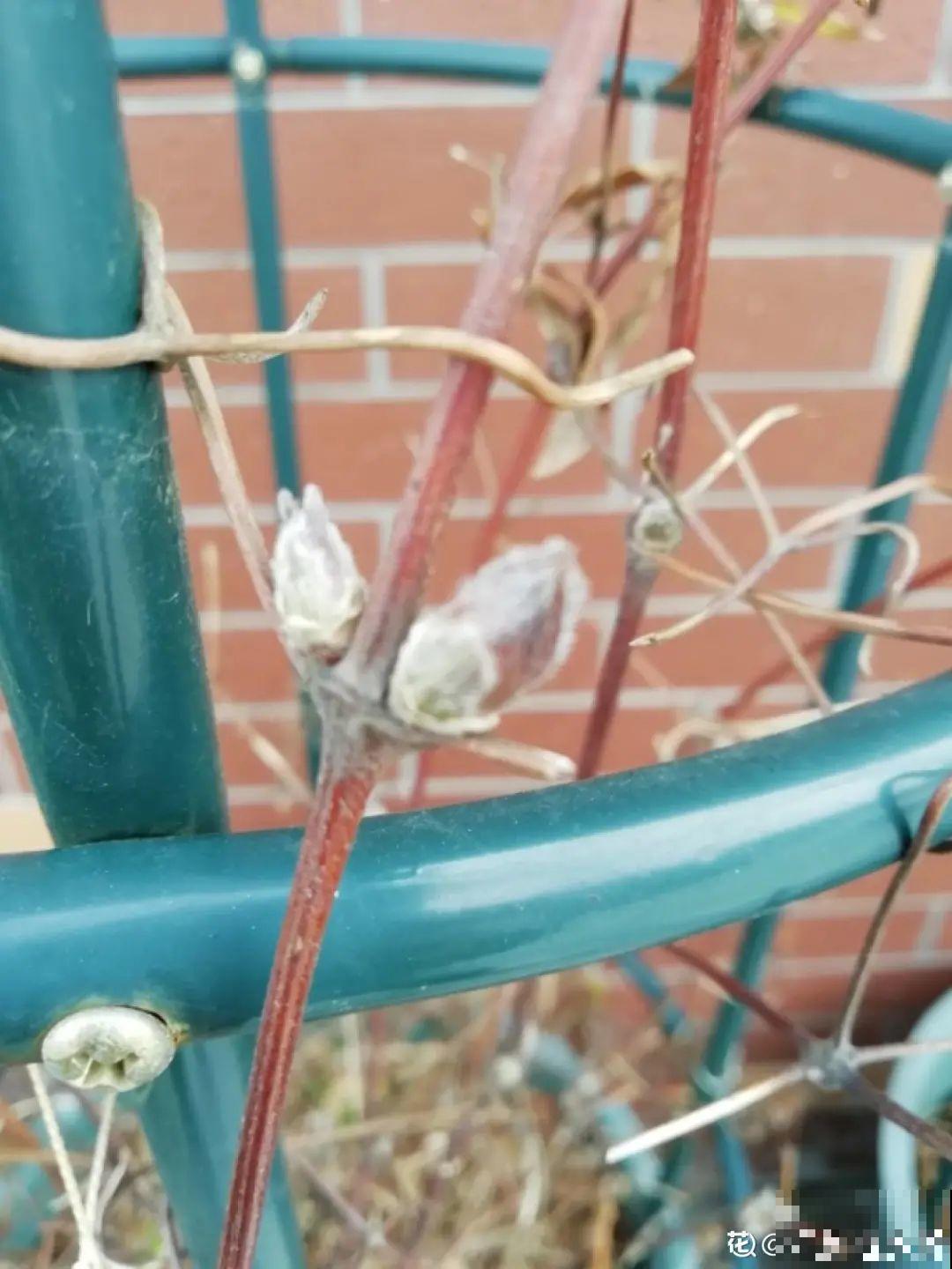 7种花冬天会假死，叶子掉光不要扔，明年还能大爆花！