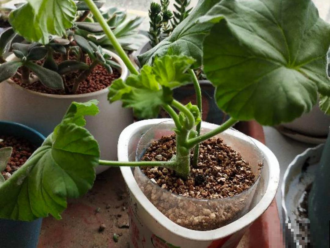 现在扦插8种花，生根快长得旺，冬春季节就开花