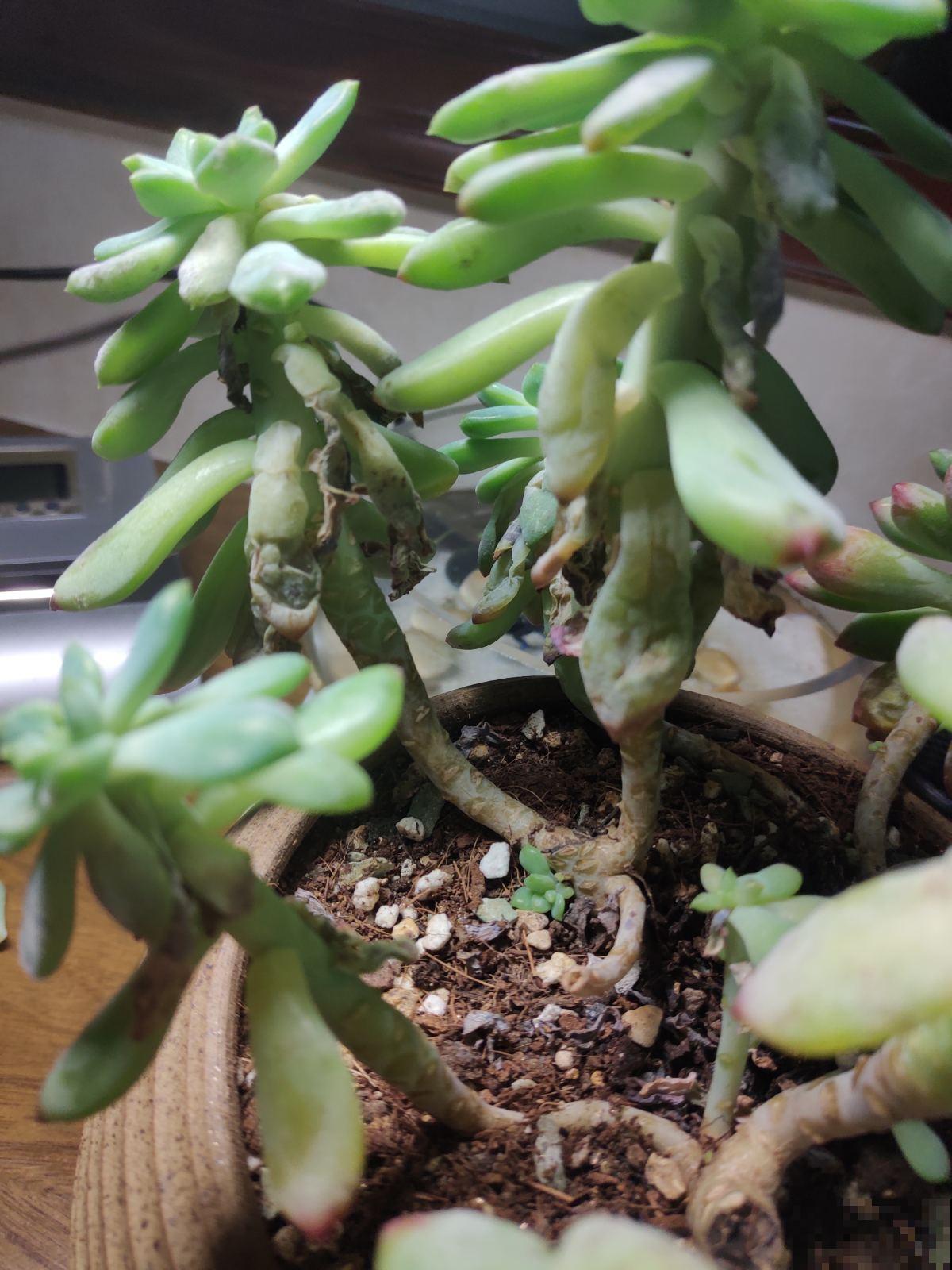 老话说:养花午时水不浇,半拉水不浇,确实有道理 老话说:养花午时水不浇,半拉水不浇,确实有道理