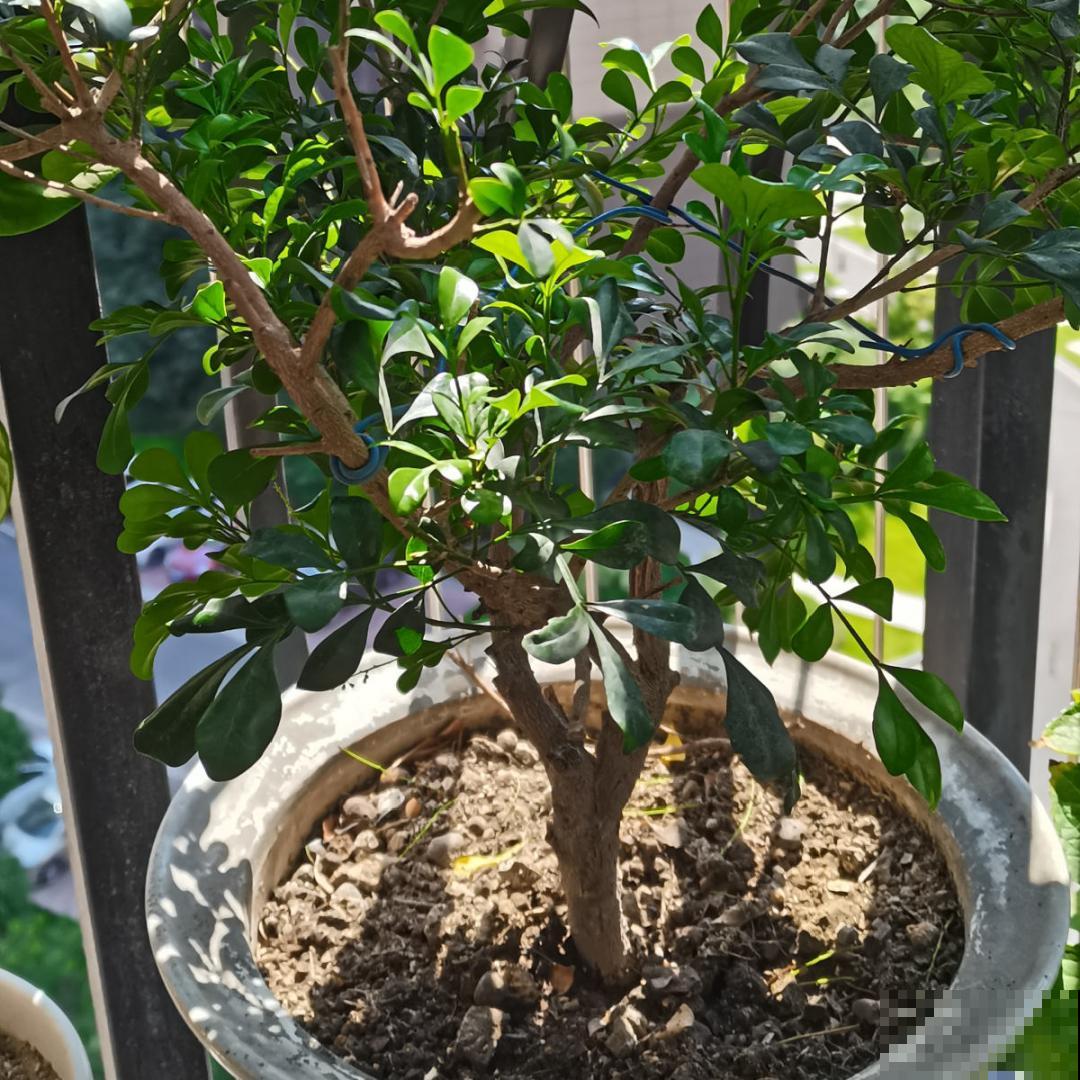 9种花特怕冷,现在赶紧套个袋,保暖很重要 9种花特怕冷,现在赶紧套个袋,保暖很重要