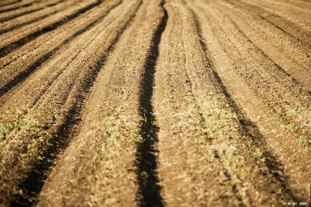 氮肥对植物的作用