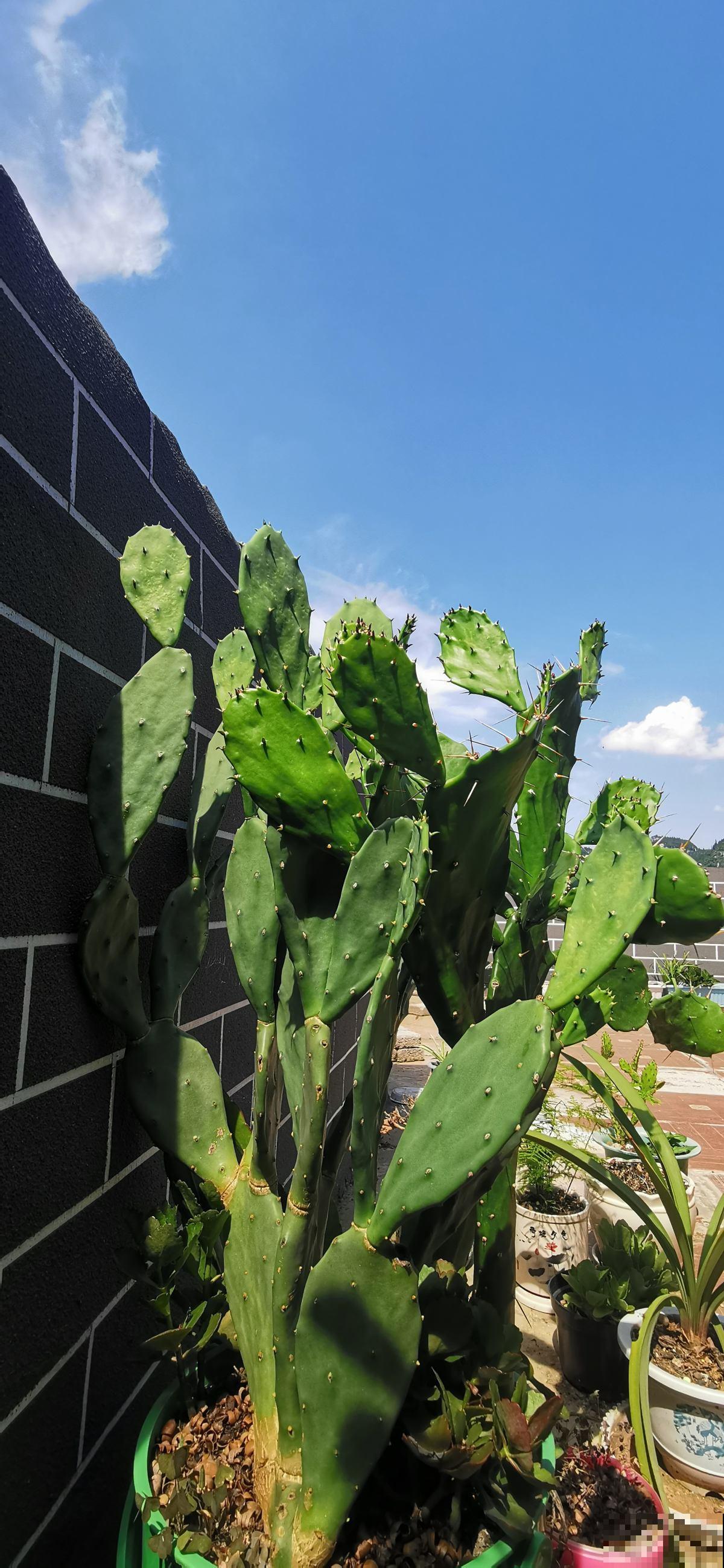 农村6米高的仙人掌，长成“仙人树”，果实咬一口甜美爆浆