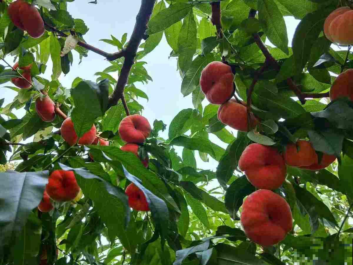上古神话里的植物，比如王母娘娘的蟠桃树，还有一种花你也能养
