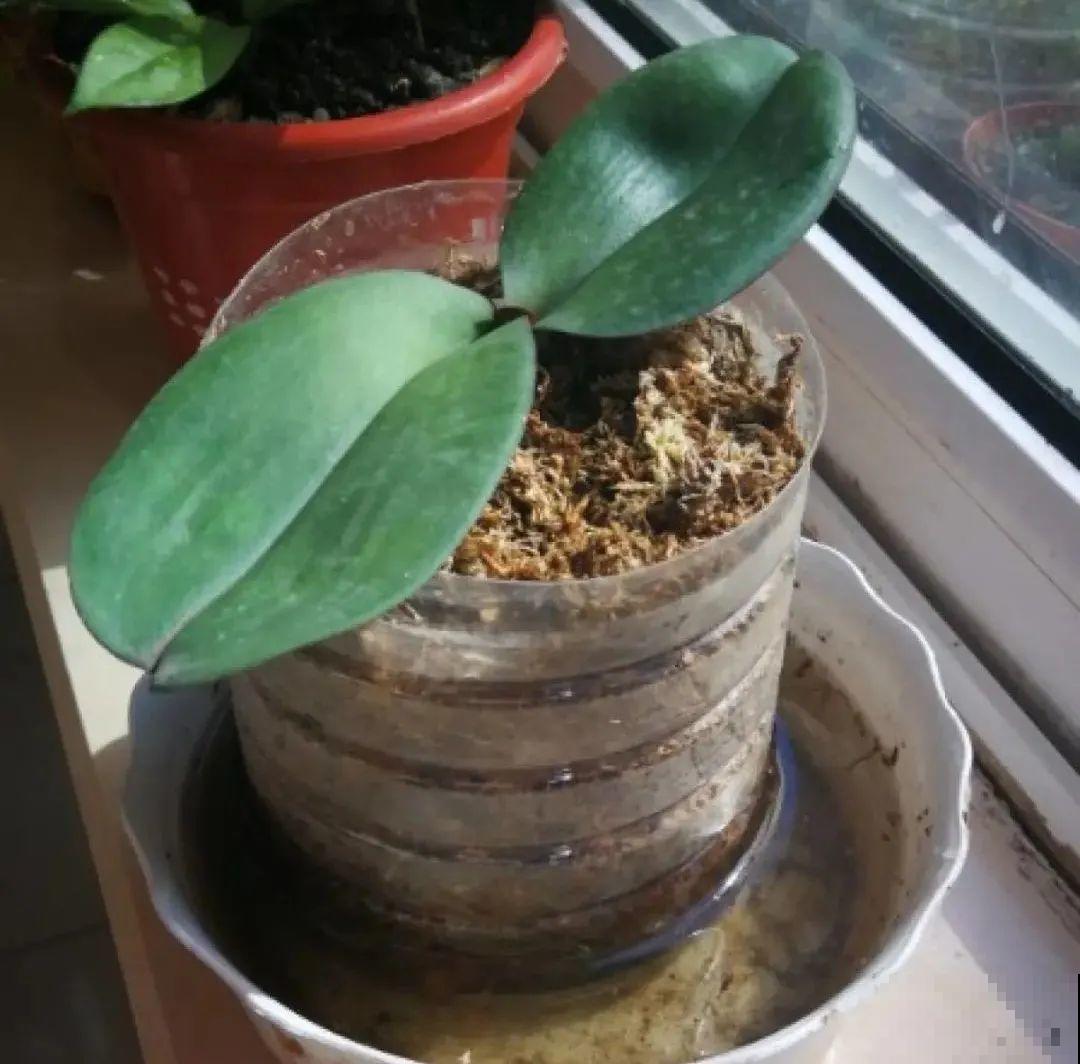 10种花，冬天别喷水，越喷越烂叶，变成光杆特丑