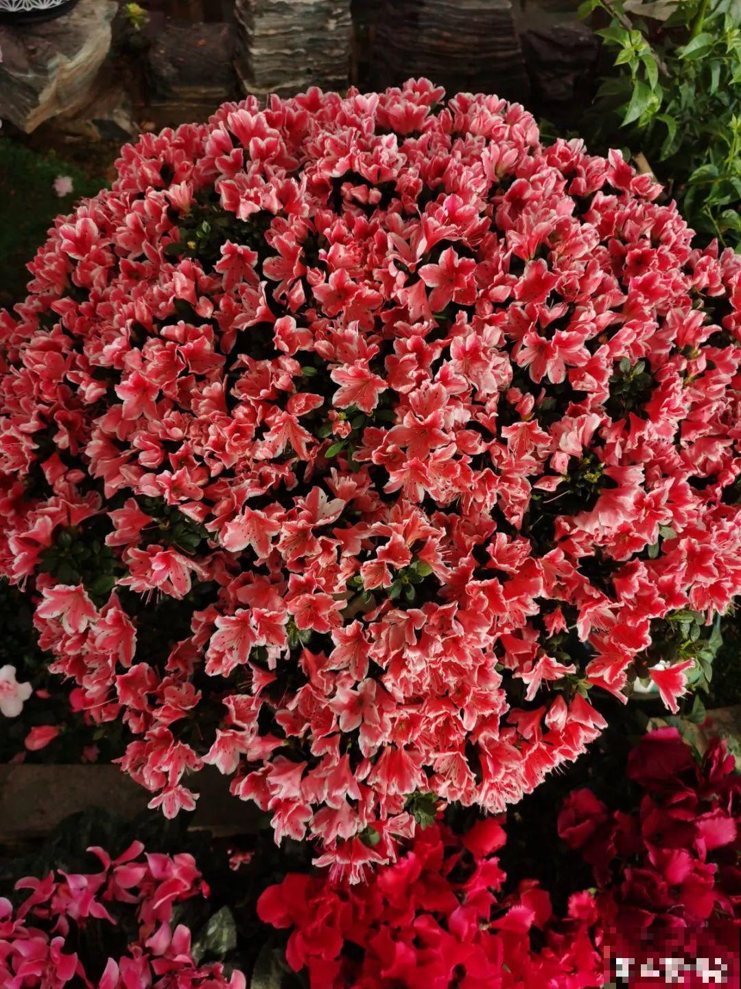 8种花，年年买，年年养死，今年可别当冤大头