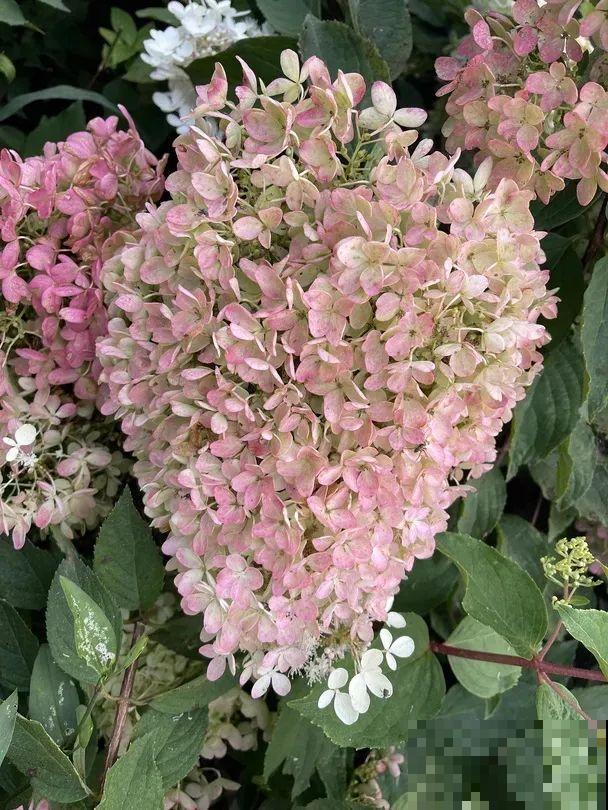 1种花开花像“冰淇淋”，-20℃冻不死，种院子里真合适