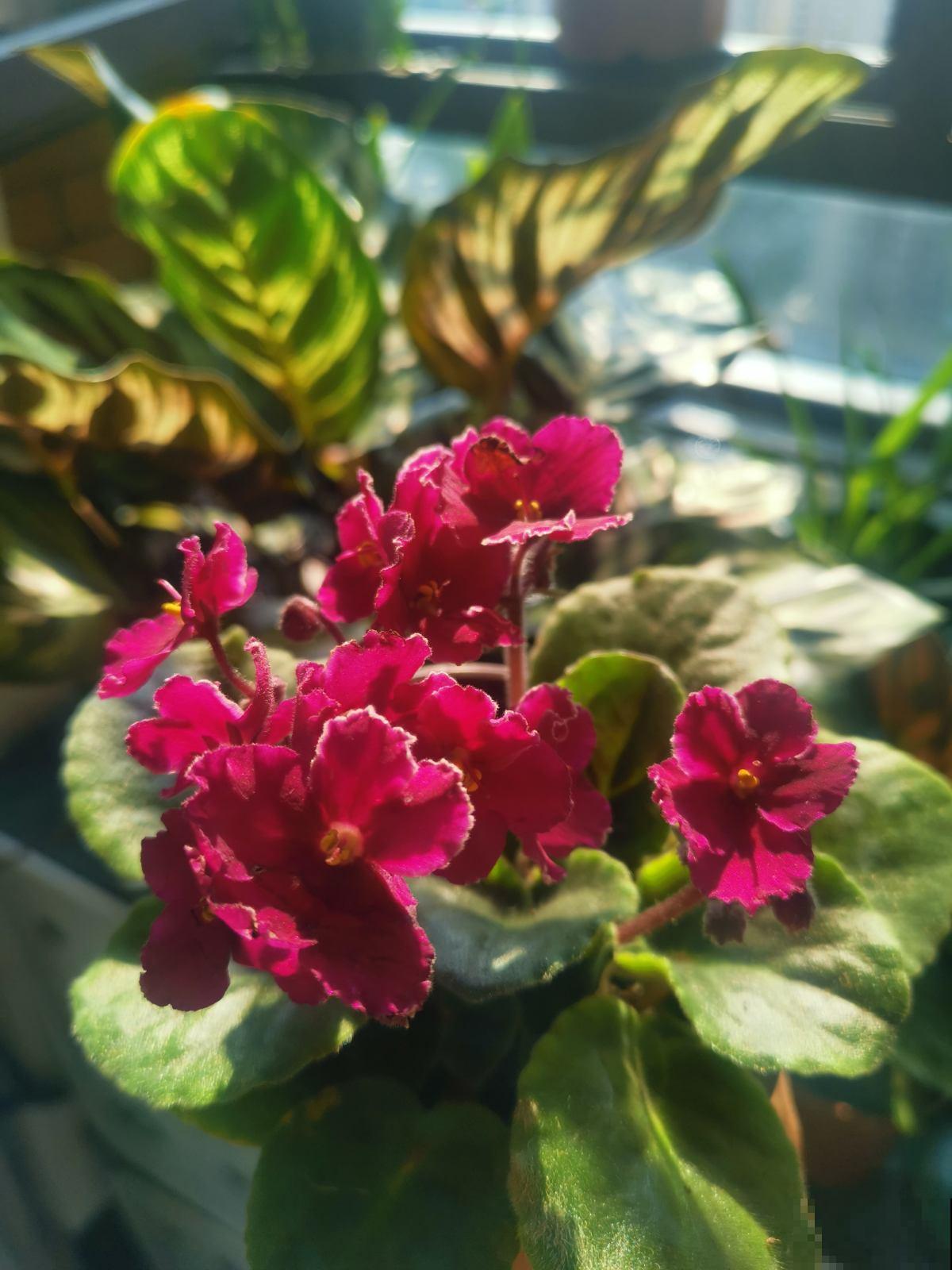 家里采光不好,就养5种“耐阴花”,不用晒太阳也能开爆盆 家里采光不好,就养5种“耐阴花”,不用晒太阳也能开爆盆