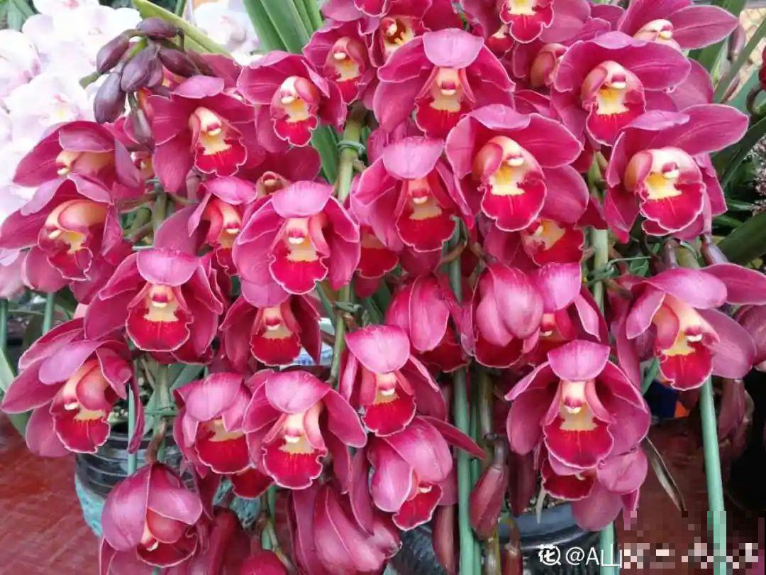 10种旺运花，一个月内要涨价，现在赶紧买