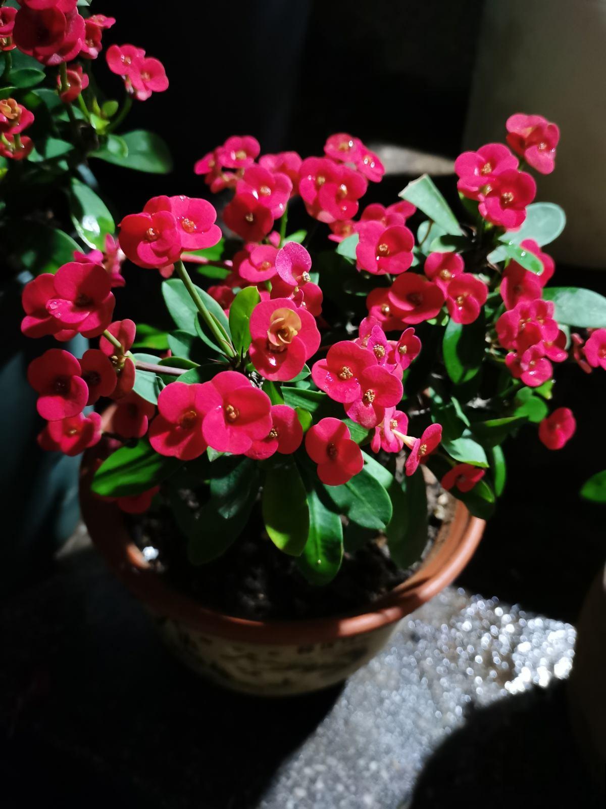 1种“有毒花”危险，但养的人真不少，四季开花花期超长