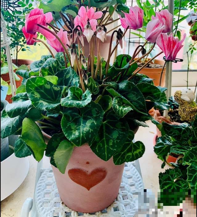 10种花，小盆“挤着养”，不烂根，植株旺，花苞突突冒