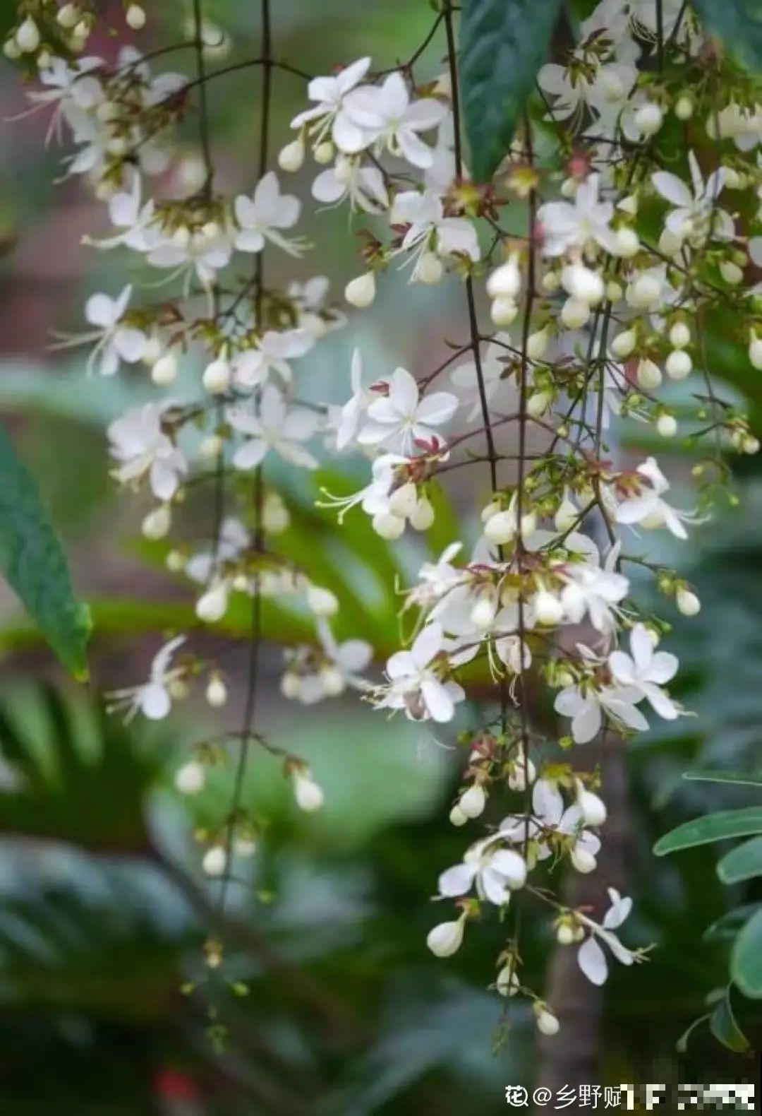 66万一盆的花,真是够贵的,打工几十年也攒不出一盆 66万一盆的花,真是够贵的,打工几十年也攒不出一盆