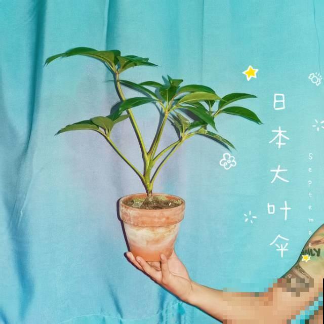 跟风买的“网红花”,本以为交了智商税,实际越养越上瘾 跟风买的“网红花”,本以为交了智商税,实际越养越上瘾