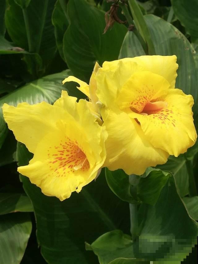 农村里很常见的6种花,小时候天天见,能叫上名字的人很少 农村里很常见的6种花,小时候天天见,能叫上名字的人很少