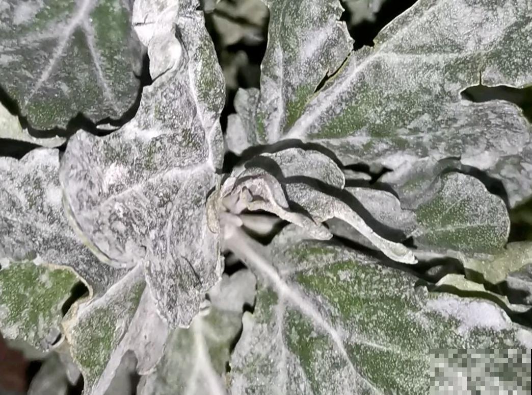 自制养花杀虫水，方便安全，养花特干净