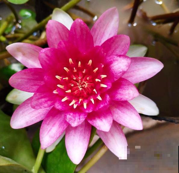 女人到了不同年龄段，代表的花也有变化，你觉得对吗