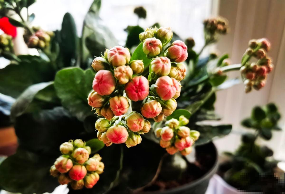 想要养好长寿花,需注意“3少1丢”,来年独苗轻松变老桩 想要养好长寿花,需注意“3少1丢”,来年独苗轻松变老桩