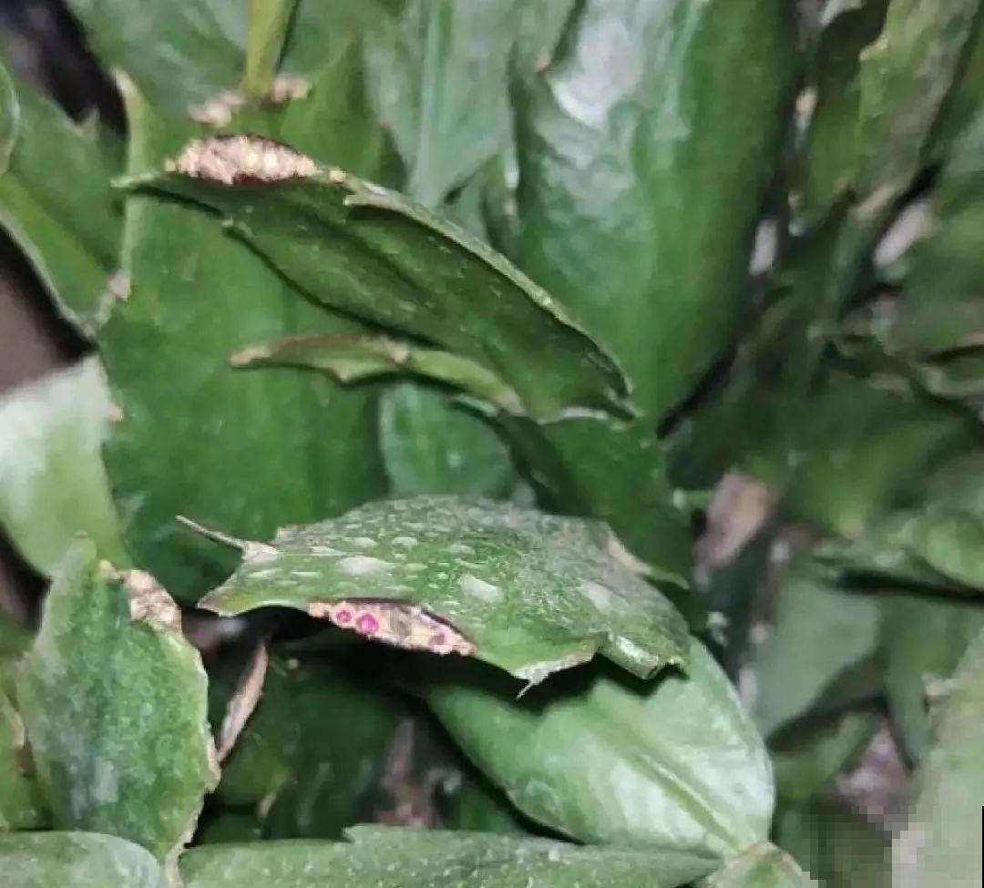 蟹爪兰软趴趴、掉花苞？它有“5怕”，避开后，叶片硬如铁！