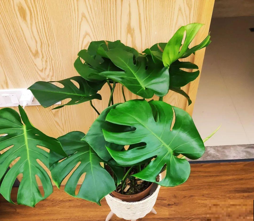 人养花，花也养人，家里养这10种花，越养越健康