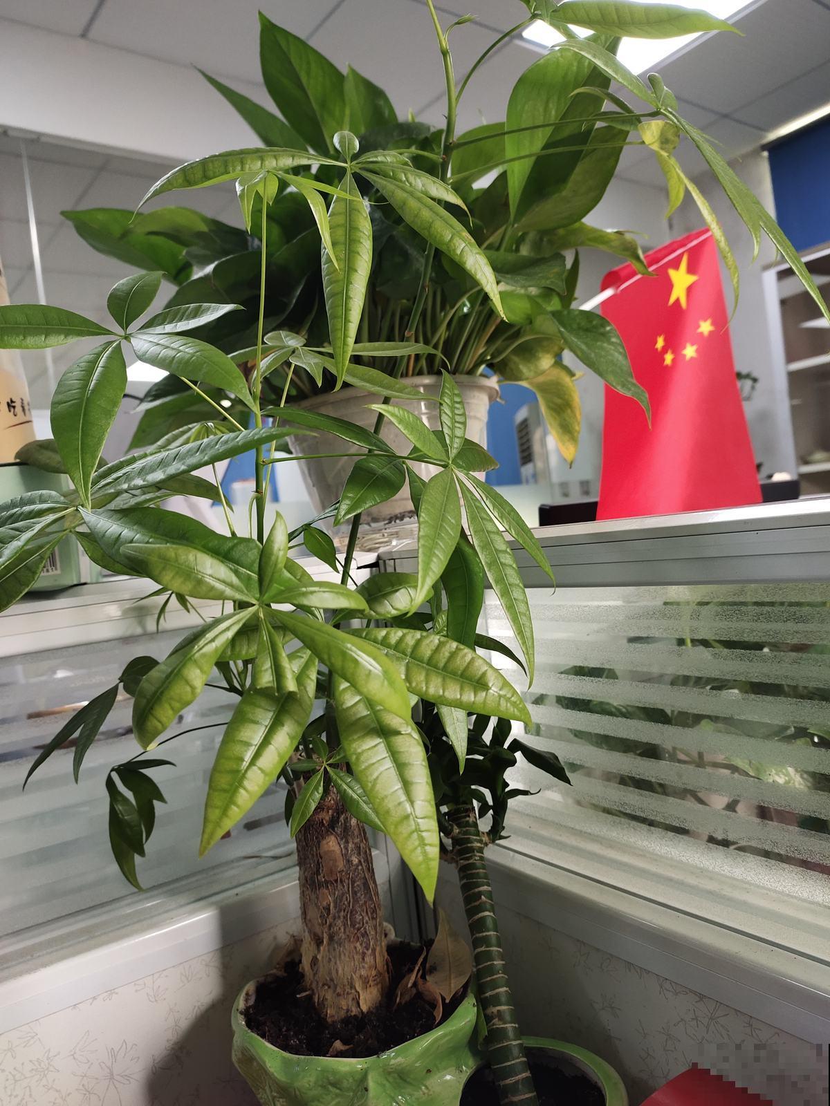 3种花就得用小盆“挤着养”，盆小水少，反而长得旺盛