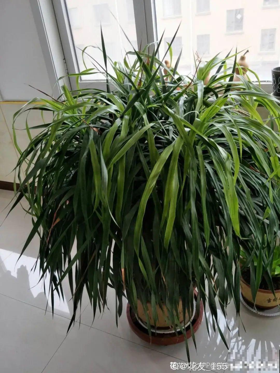 客厅养好树,子孙一直富,8种树养在家,镇宅有安全感 客厅养好树,子孙一直富,8种树养在家,镇宅有安全感