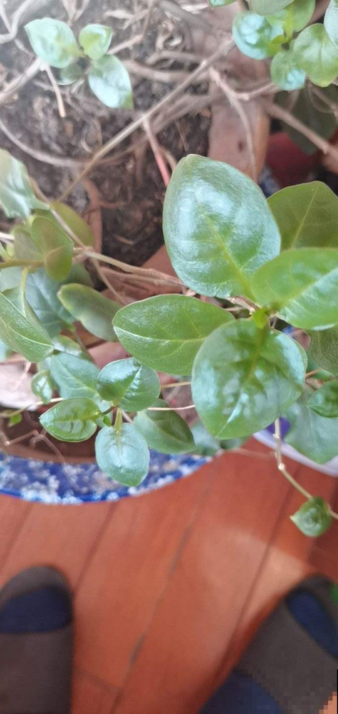 这7种入侵植物很常见，见到它不要留情，留着是祸害