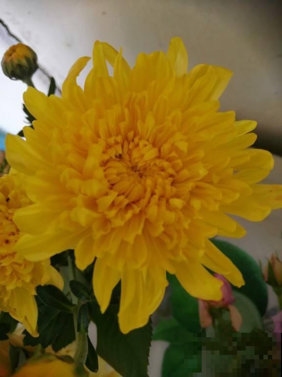 秋天常见的60种花，最全花卉图谱，收藏起来慢慢看