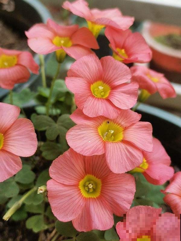 绿植中的“颜值担当”，叶子比花还要美，家里没光也长得旺