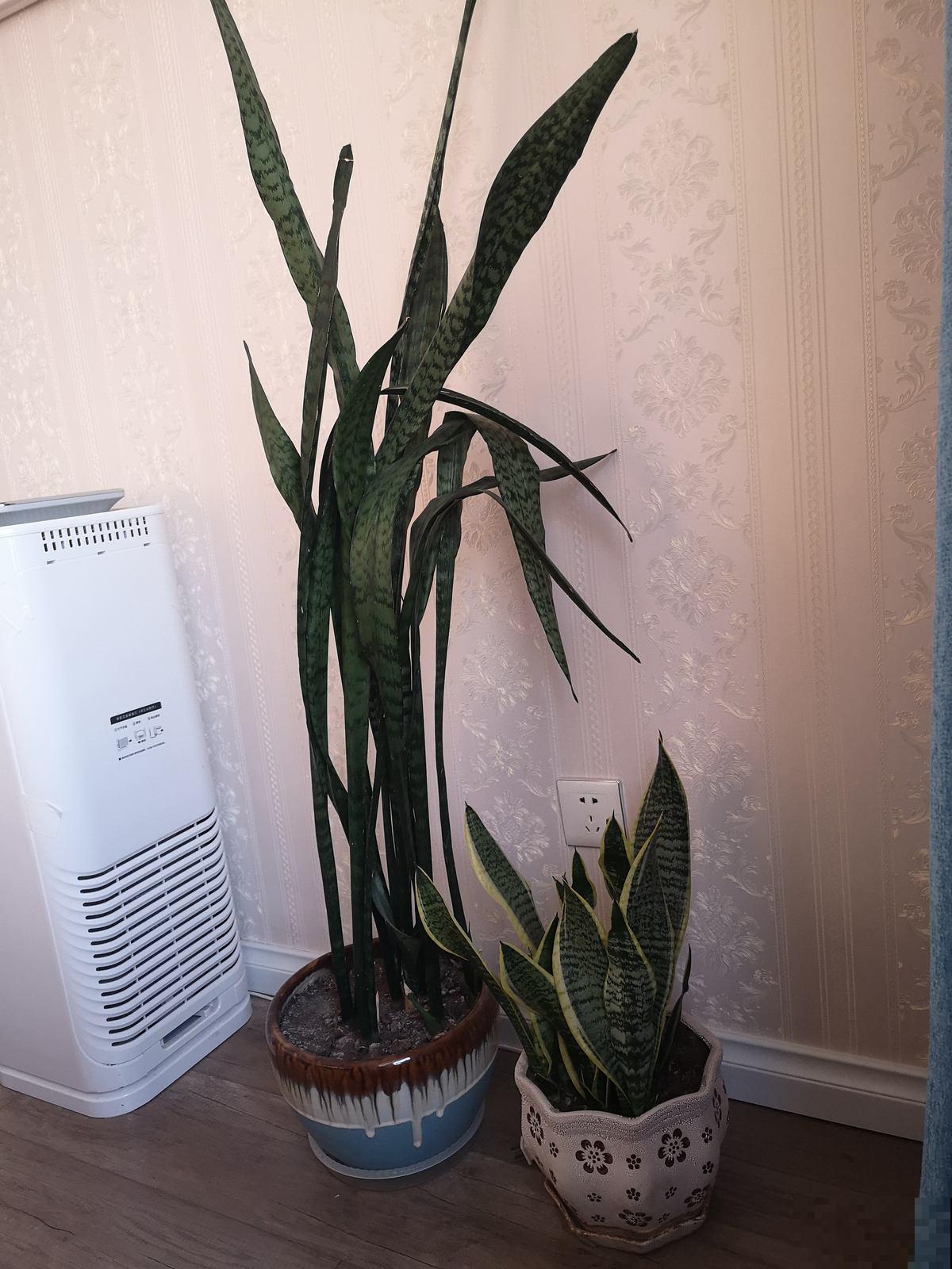 1种花,盆越小,水越少,反而长得更旺盛 1种花,盆越小,水越少,反而长得更旺盛