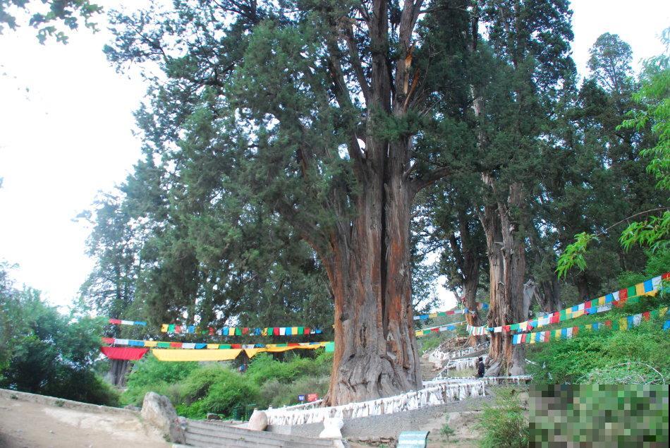 中国8大古树，平均年龄3000岁，听说见过的人有好运