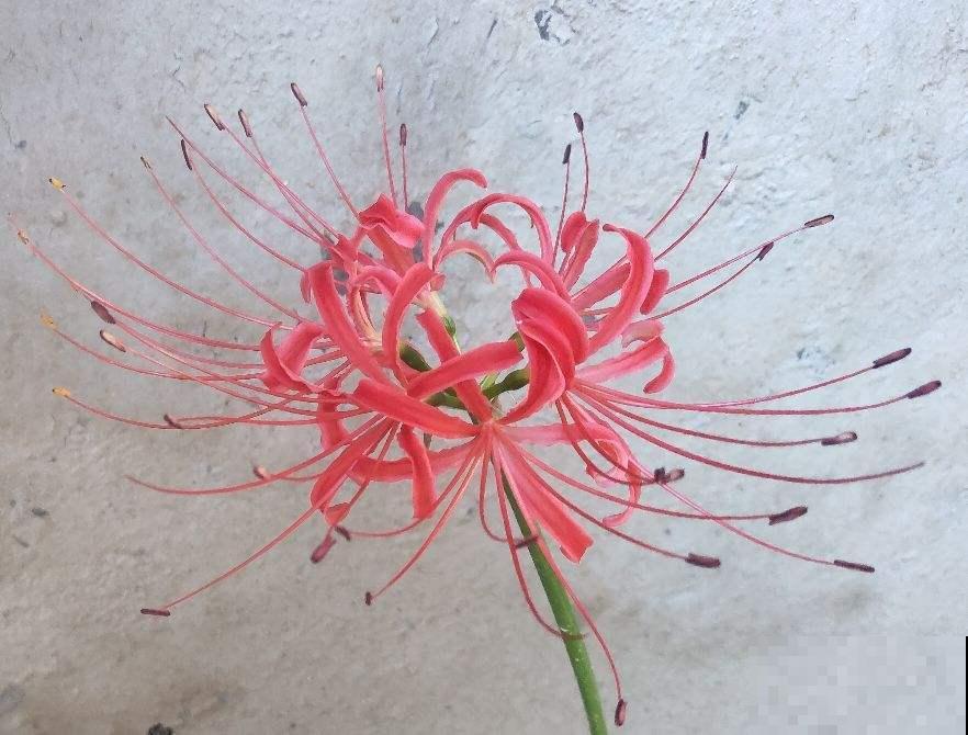 1种花“不吉利”，见过的人都躲着走，事实真的如此吗？