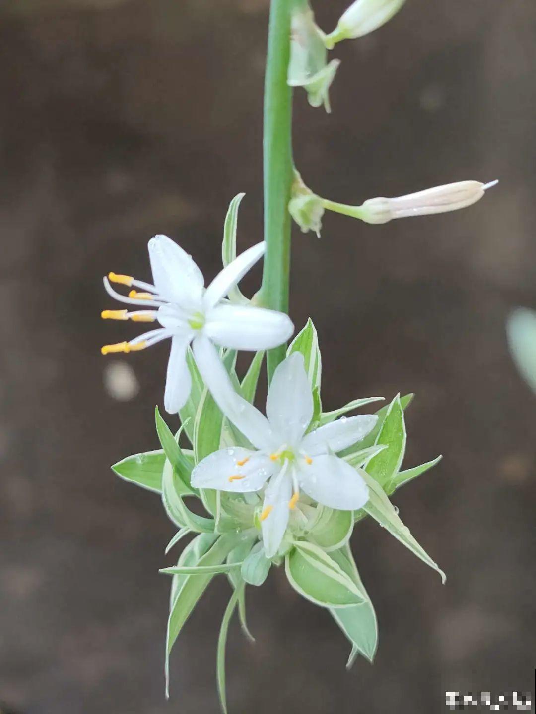 新房装修完，养盆“天然净化器”，净化空气身体棒