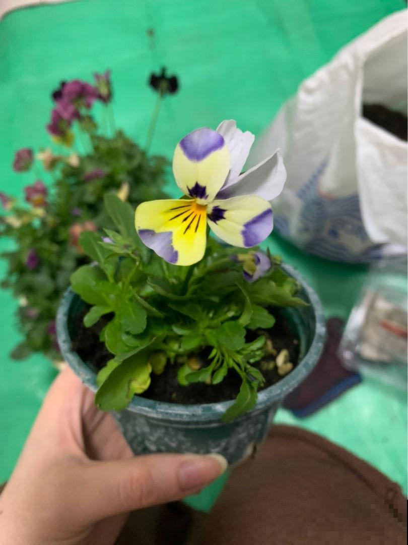 特耐寒的角堇，皮实好养，天冷照样爆盆