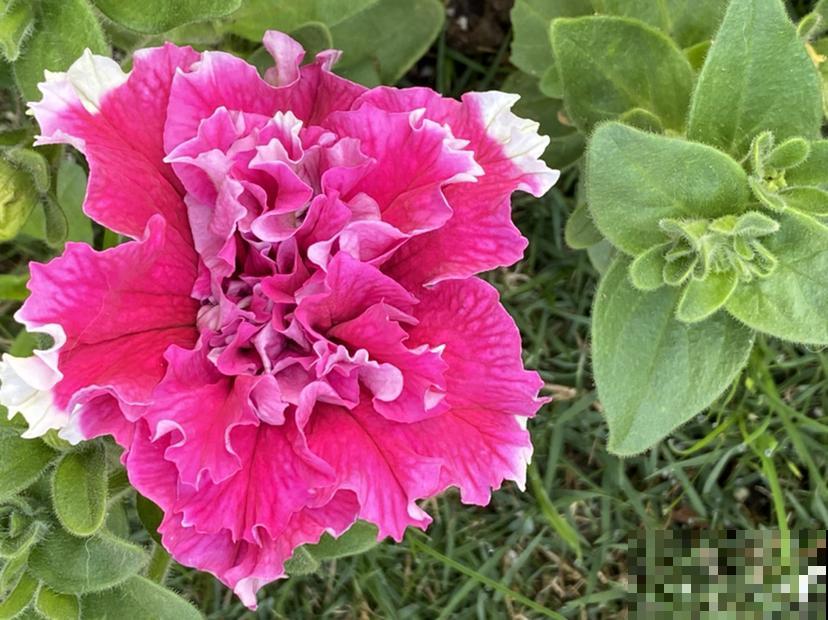 封闭阳台的“爆花神器”,一年四季都能开花,真怕把它累死 封闭阳台的“爆花神器”,一年四季都能开花,真怕把它累死